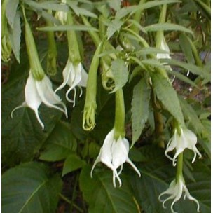 https://www.pepinierefleursdusud.com/133-thickbox_default/brugmansia-angel-butterface.jpg
