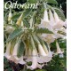 Brugmansia angel Butterface