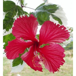 https://www.pepinierefleursdusud.com/246-thickbox_default/hibiscus-rosa-sinensis-cooperii.jpg