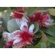 Feijoa sellowana