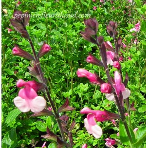 https://www.pepinierefleursdusud.com/302-thickbox_default/sauge-salvia-shell-dancer-.jpg