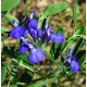 Sauge (Salvia) 'Shell Dancer'