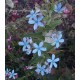 Tweedia coerulea ou Oxypetalum