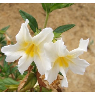 https://www.pepinierefleursdusud.com/378-thickbox_default/mimulus-diplacus-aurantiacus.jpg