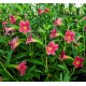 Mimulus (Diplacus) aurantiacus