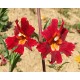 Mimulus (Diplacus) aurantiacus