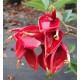 ERYTHRINE CRISTA GALLI,CRETE DE COQ, ARBRE CORAIL