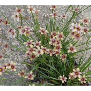 https://www.pepinierefleursdusud.com/394-thickbox_default/sisyrinchium-biscutella.jpg