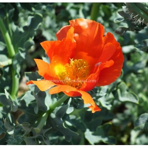 https://www.pepinierefleursdusud.com/397-thickbox_default/glaucium-flavum-aurantiacum.jpg