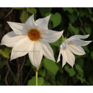 https://www.pepinierefleursdusud.com/417-thickbox_default/dahlia-imperialis-double-or-nothing-dahlia-imperial.jpg