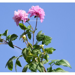 https://www.pepinierefleursdusud.com/419-thickbox_default/dahlia-imperial-dahlia-imperialis-dahlia-bambou.jpg