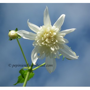 https://www.pepinierefleursdusud.com/420-thickbox_default/dahlia-imperial-dahlia-imperialis-dahlia-bambou.jpg