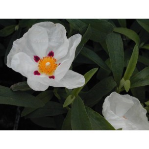 https://www.pepinierefleursdusud.com/424-thickbox_default/ciste-purpureus.jpg