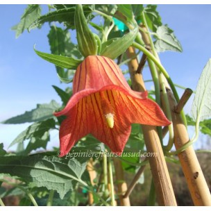 https://www.pepinierefleursdusud.com/427-thickbox_default/canarina-canariensis.jpg