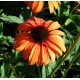 Echinacea Hot Papaya