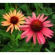 Echinacea Hot Papaya