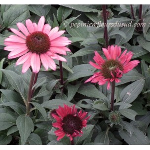 https://www.pepinierefleursdusud.com/444-thickbox_default/echinacea-hot-papaya.jpg
