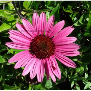 https://www.pepinierefleursdusud.com/445-thickbox_default/echinacea-hot-papaya.jpg