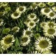 Echinacea Hot Papaya