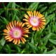 Delosperma congestum