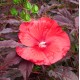 Hibiscus x moscheutos fireball, Hibiscus des marais