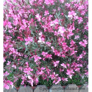 https://www.pepinierefleursdusud.com/454-thickbox_default/gaura-lindheimeri-rosyjane.jpg