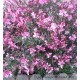 Gaura lindheimeri Rosyjane