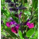 Sauge (Salvia) 'Shell Dancer'