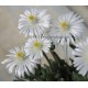 Delosperma dyeri Red Mountain