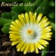 Delosperma dyeri Red Mountain