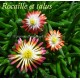 Delosperma dyeri Red Mountain