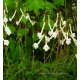 Seemannia nematanthodes 'Evita'