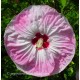 Hibiscus x moscheutos fireball, Hibiscus des marais