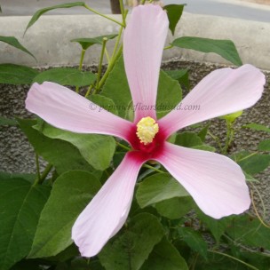 https://www.pepinierefleursdusud.com/474-thickbox_default/hibiscus-x-moscheutos-fireball-hibiscus-des-marais.jpg