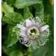 Passiflore incense