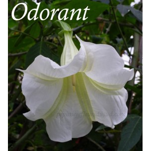 https://www.pepinierefleursdusud.com/482-thickbox_default/brugmansia-angels-exotic.jpg