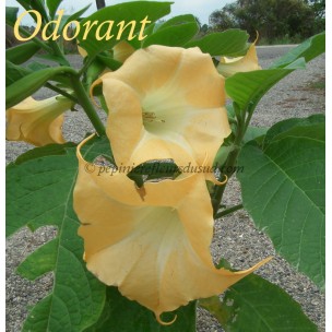 https://www.pepinierefleursdusud.com/483-thickbox_default/brugmansia-angels-exotic.jpg