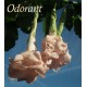 Brugmansia candida Angels Phanomena