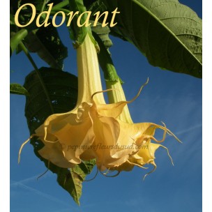 https://www.pepinierefleursdusud.com/485-thickbox_default/brugmansia-candida-angels-phanomena.jpg