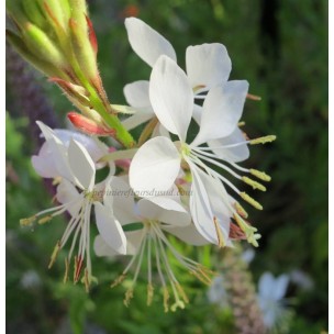 https://www.pepinierefleursdusud.com/489-thickbox_default/gaura-lindheimeri-rosyjane.jpg