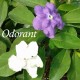 Clerodendron ugandense