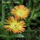 Delosperma cooperi
