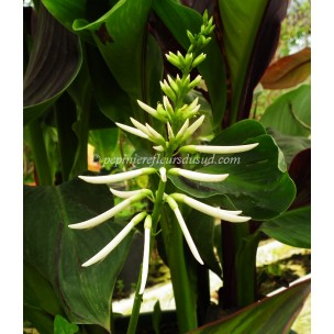 https://www.pepinierefleursdusud.com/496-thickbox_default/erythrine-herbacea-arbre-corail.jpg