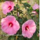 Hibiscus x moscheutos 'Griotte'