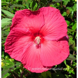 https://www.pepinierefleursdusud.com/503-thickbox_default/hibiscus-x-moscheutos-fireball-hibiscus-des-marais.jpg