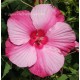 Hibiscus x moscheutos fireball, Hibiscus des marais