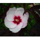 Hibiscus x moscheutos 'Griotte'
