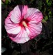Hibiscus x moscheutos 'Griotte'