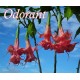 Brugmansia candida Angels Phanomena