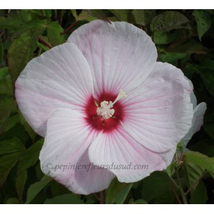 https://www.pepinierefleursdusud.com/539-thickbox_default/hibiscus-x-moscheutos-2013-127.jpg